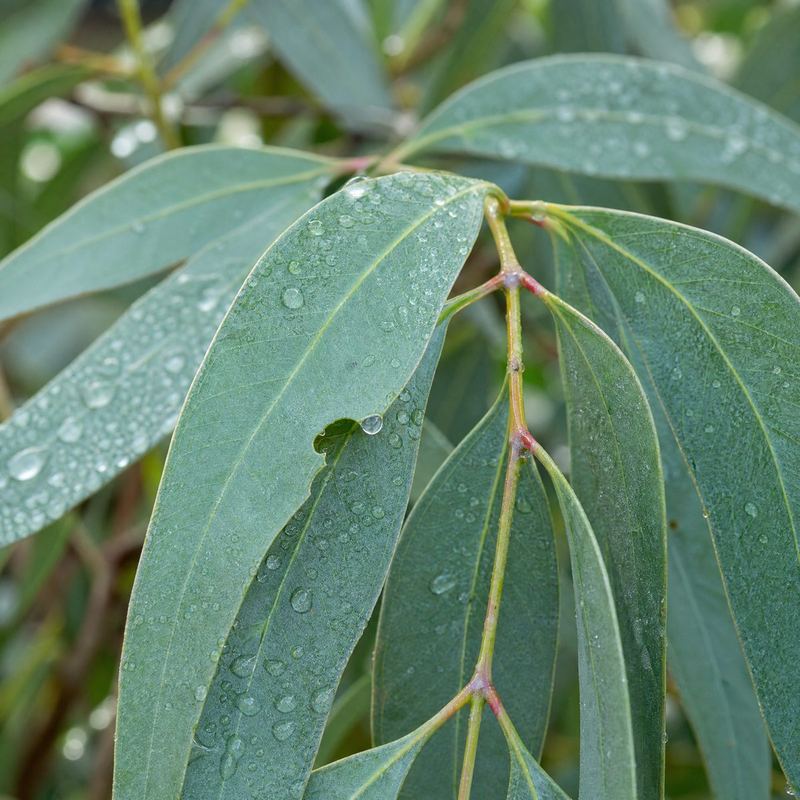 Eukalyptus — ein Duft für das Riechtraining